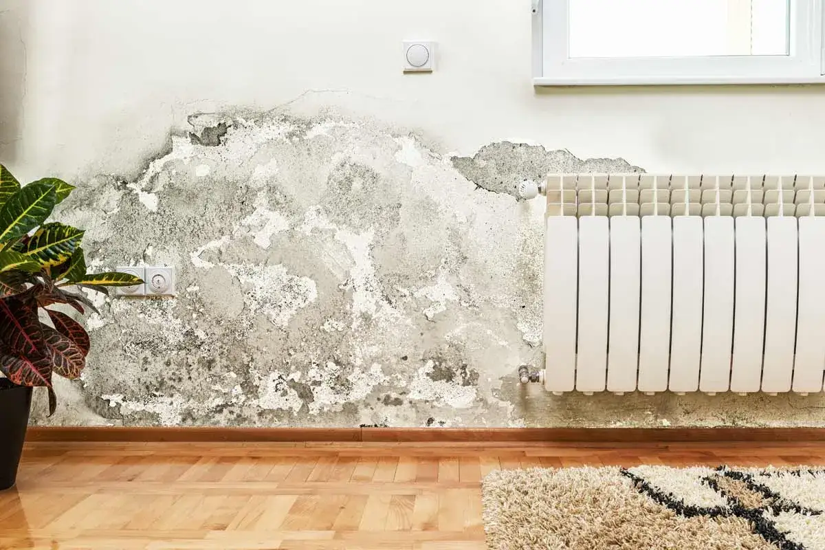 Pared exterior con humedad y moho, necesita impermeabilizar. Radiador blanco y planta en maceta.